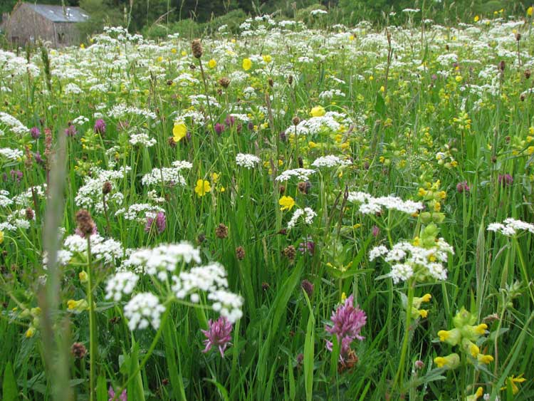 Hay / Wild Flower meadow Low Gillerthwaite