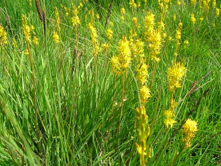 Bog Asphodel