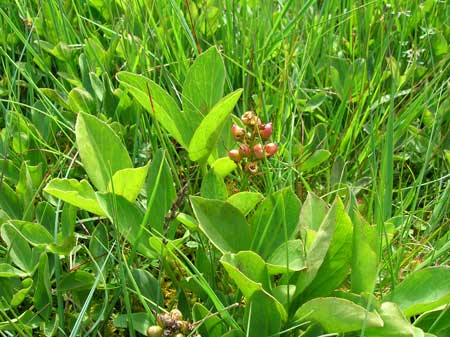 Bog Bean