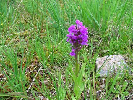 A roadside orchid